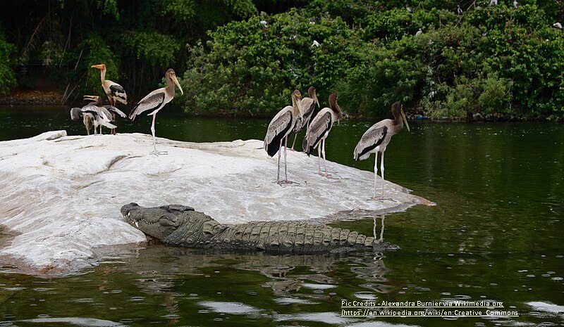 Ranganathittu Bird sanctuary Bangalore - weekend gateways near bangalore