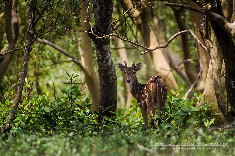 Sunderban Forest west Bengal - Best tourist places to visit in Kolkata