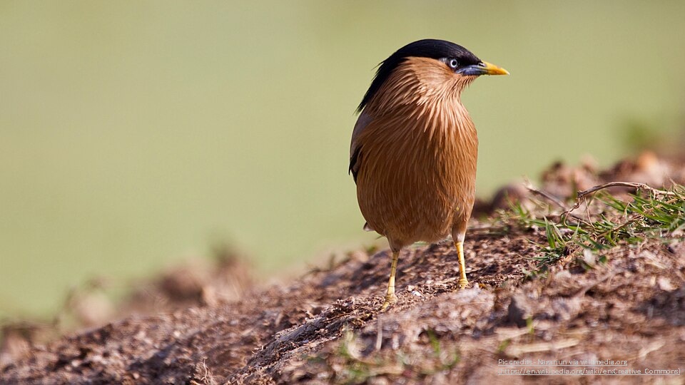 Keoladeo National park _ Popular tourist places near agra