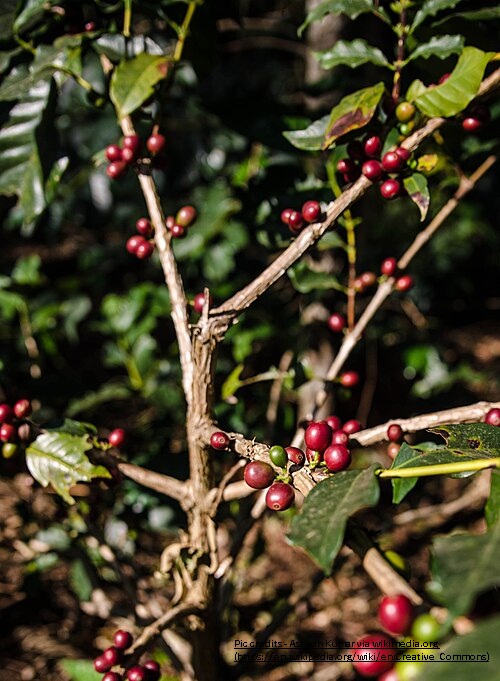 coffee estate_land of coffee_chikmagalur_best places to visit in chikmagalur karnataka
