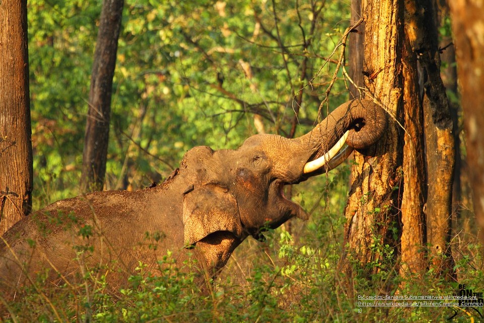 Elephant in Kabini, Nagarhole National Park Karnataka India_trip places in karnataka