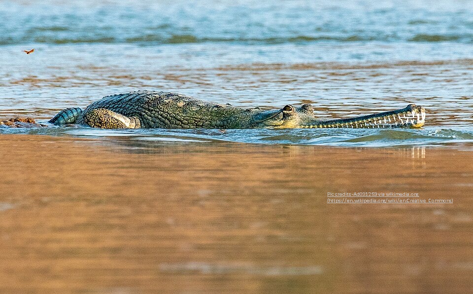 Chambal River safari kota_things to do in kota