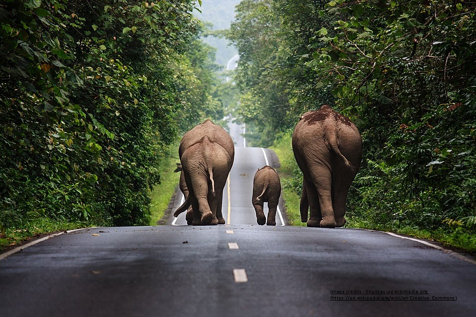 Wild elephants walking up a road in the area of Khao Yai National Park, Thailand_main tourist places in thailand