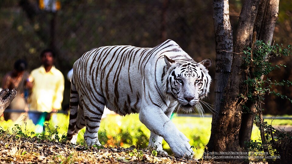 Nehru Zoological Park Hyderabad_Best places to visit in Hyderabad